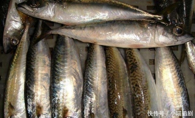 便宜|好吃又便宜的4种海鲜鱼,基本“没腥味”,吃起来相当过瘾