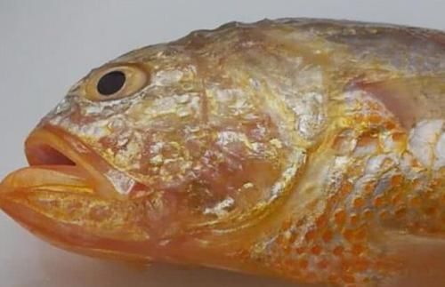 介绍的则|全球“最名贵”的6种鱼，最高一公斤卖16万，有钱也吃不起