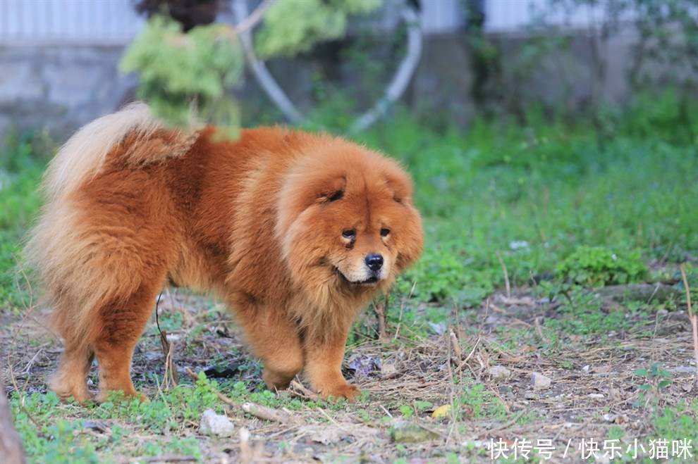 这些中小型犬很忠心,一旦养了,余生心里