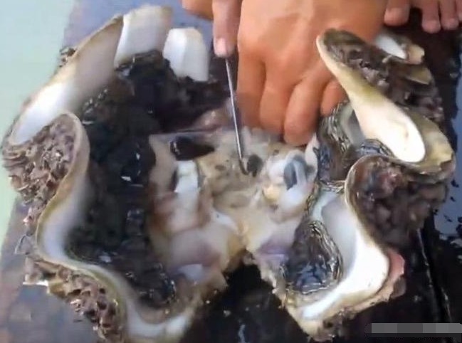  男子|男子深海潜水捞到巨蚌,打开后看到里面的东西