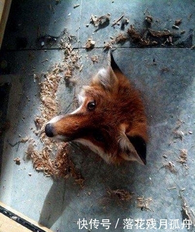  陷入|直击: 陷入各种“困境”的动物奇葩瞬间