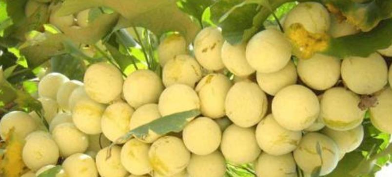 卖不动|最“慢熟”的果子,3年才结果,曾2元一斤卖不动,现想吃买不起