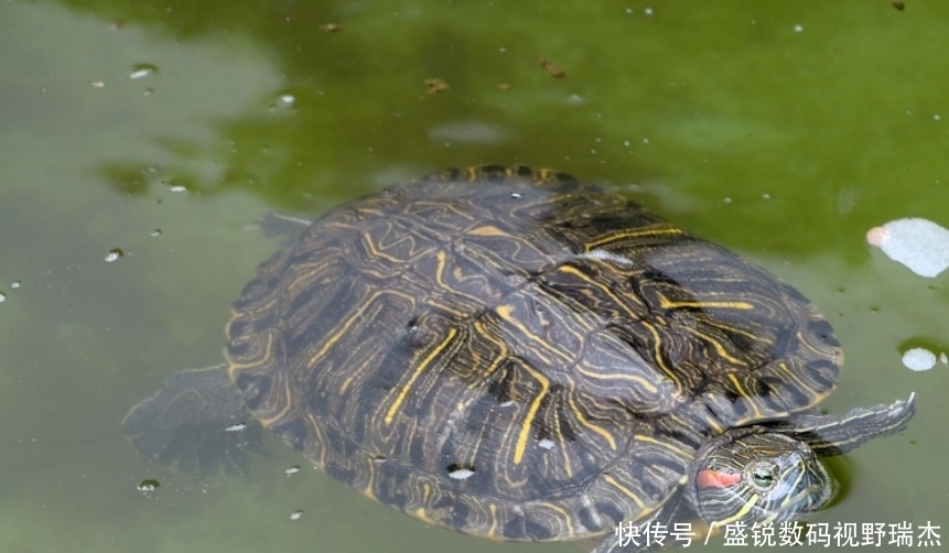  令人|古人打完水井后, 为啥要在里面放两只乌龟? 作用令人拍案叫绝