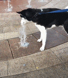 GIF|搞笑GIF:短腿就不要尝试了