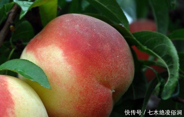 没想到|没想到最脏的水果是它!我们每天都在吃,草莓也上榜了!