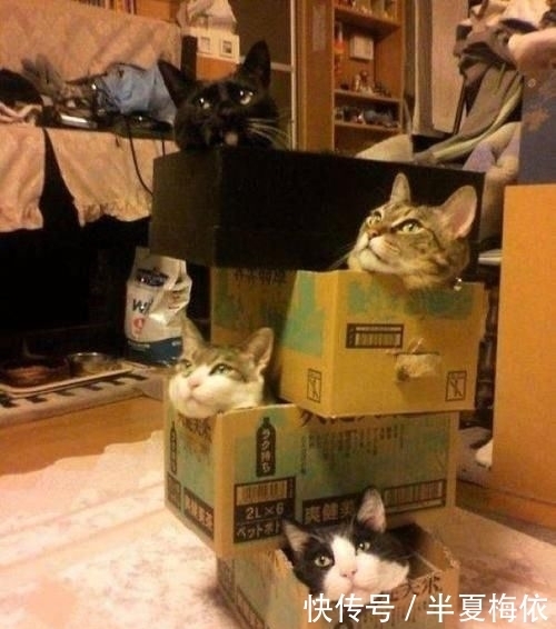 豪华|有才!外国网友用废纸箱,给喵星人打造豪华城堡