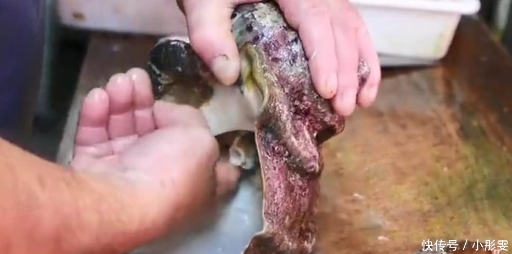 渔民|米其林厨师用刀“豪取”螺肉,渔民看到后怒了:不懂就别瞎做!