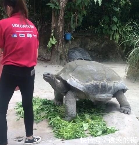 照顾|女志愿者在动物园工作10年,如今要离开了,乌龟的行为让她意外