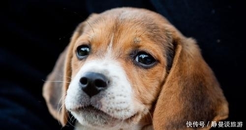 比格|关于比格犬你知道多少?怎么饲养比格犬?