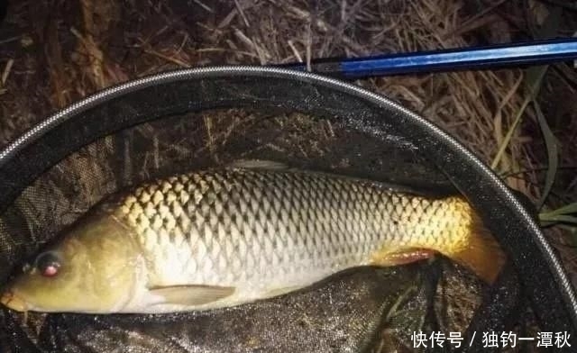  秘密|野钓野生大鲤鱼的秘密自制饵料，3分钟上钩，一下午钓几十斤