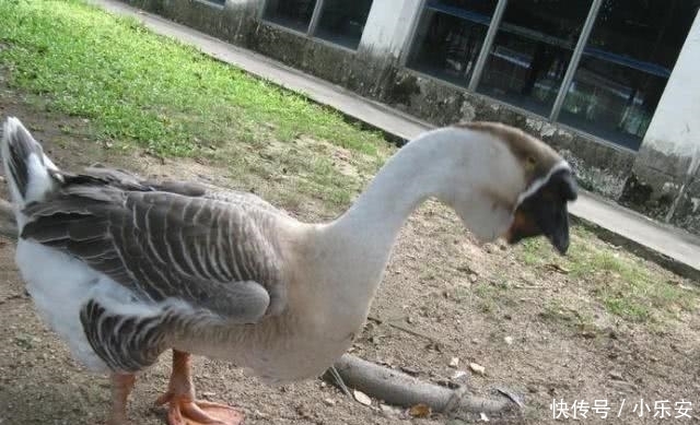 赞不绝口|800元一个的鹅头,“食神”蔡澜赞不绝口,网友:贵有贵的原因