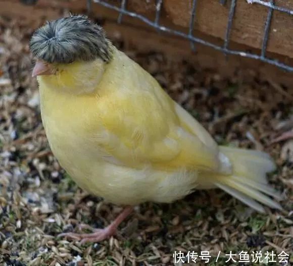  认知|男子参观朋友养的鸟，却发现鸟顶着一头假发，随后刷新了认知