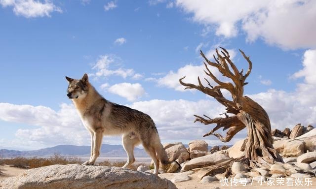  原因|可可西里失联女大学生身亡原因，还有没有第三种可能？