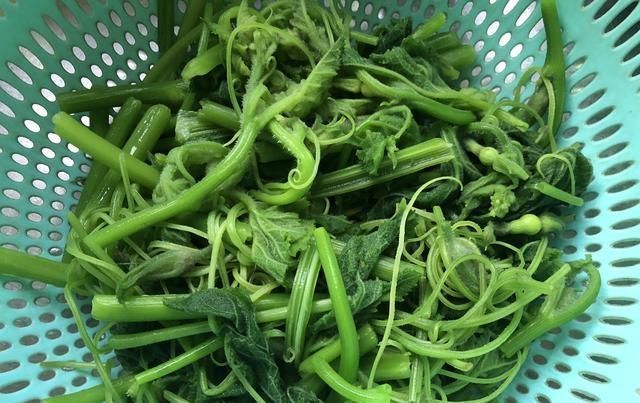 通便|这菜北方人不吃,却是南方人的“宠儿”,7月不吃等1年,通便排毒