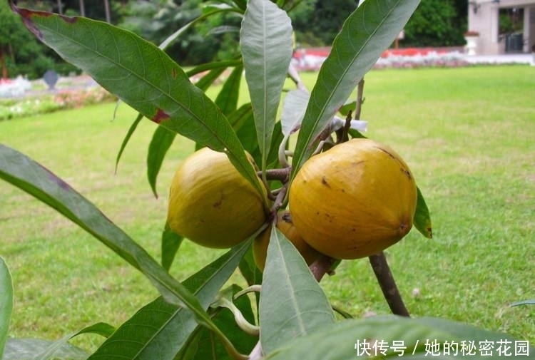 身体|如此甜软可口的水果，你不能不吃，常吃能排出身体毒素、美化肌肤