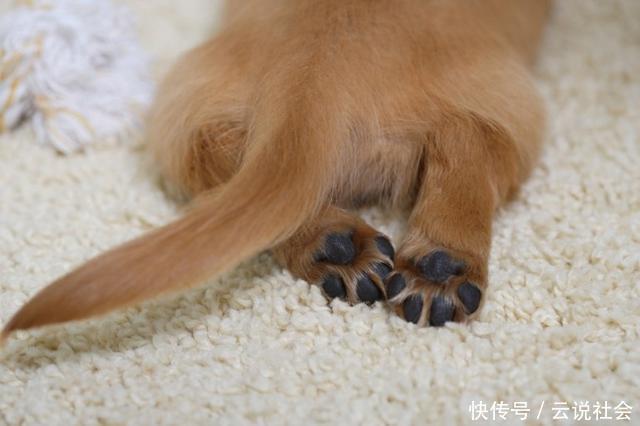  狗狗|狗狗Q弹可爱的爪子，竟在冬天干得开裂！细心呵护帮狗狗安心过冬