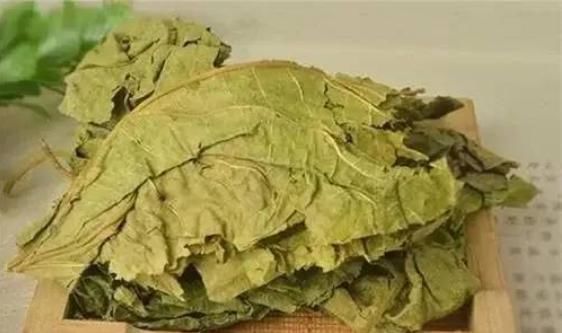 蚕宝宝们|小小桑叶,大有用途,坚持泡水喝,4大好处会让你“开心不已”