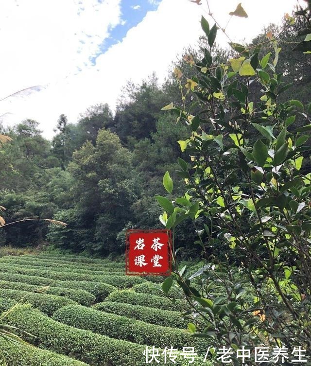 喜欢|喜欢喝武夷岩茶的你,听说过岩茶里的“倒青”吗