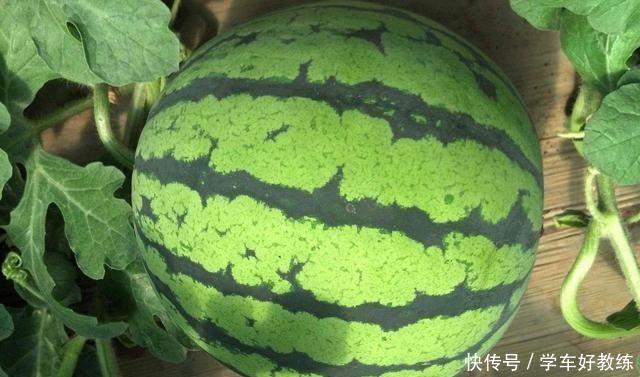 卷曲|买西瓜时怎么挑专捡“母西瓜”拿就对了,老板看了都不敢忽悠你