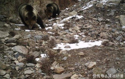  自然保护区|你可能误解了什么！可可西里不是诗和远方，这里有狼、熊、豹……