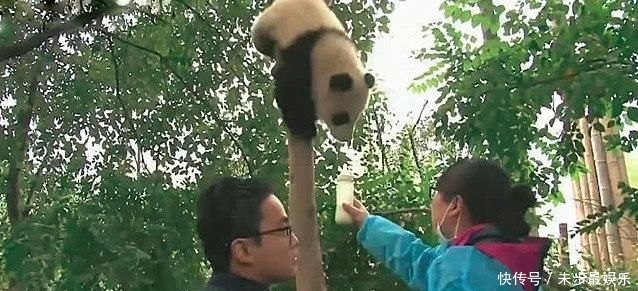  乖乖|国宝淘气爬上树玩耍，为了让它乖乖下来，饲养员们也是操碎了心