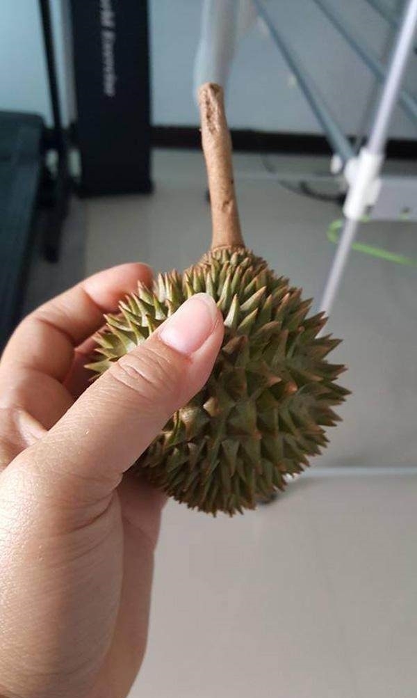 超市|在超市买回只有一只手掌大小的榴莲,剥开一看后,结果让人吃惊