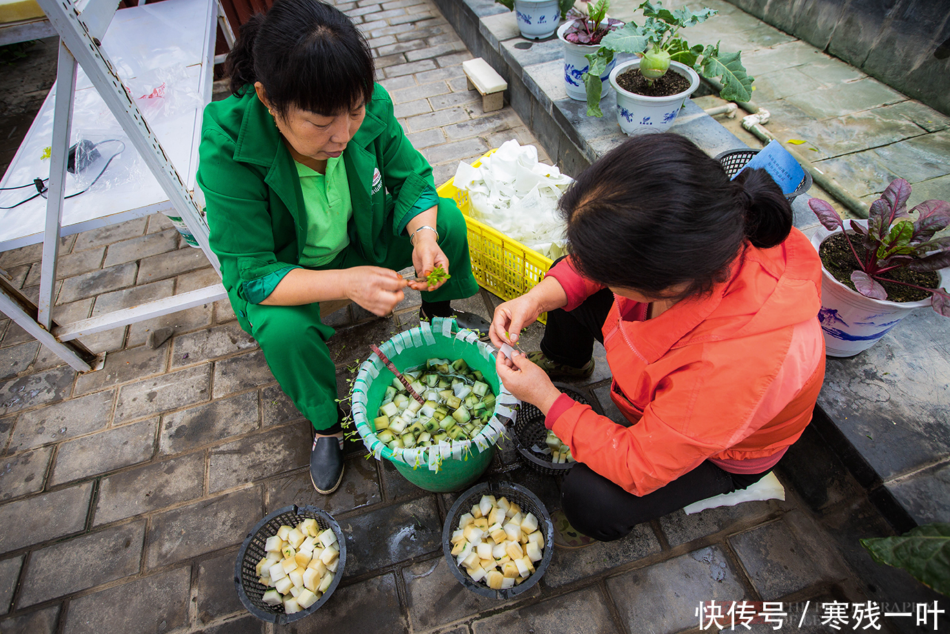  不用|厉害了！陕西杨凌现代农业示范园，蔬菜种在半空中，种菜都不用泥