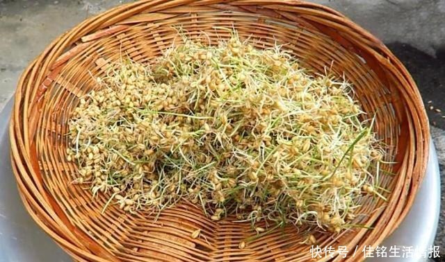 香甜|自制纯手工麦芽糖,香甜纯正无添加,一次做10斤不够吃