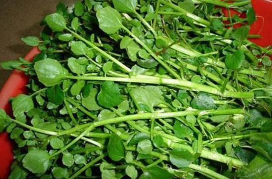  口臭|起床会口干、口臭建议多吃这4种食物，口腔变干净，去除异味