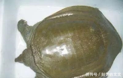  认出|海鲜大全, 你能认出多少