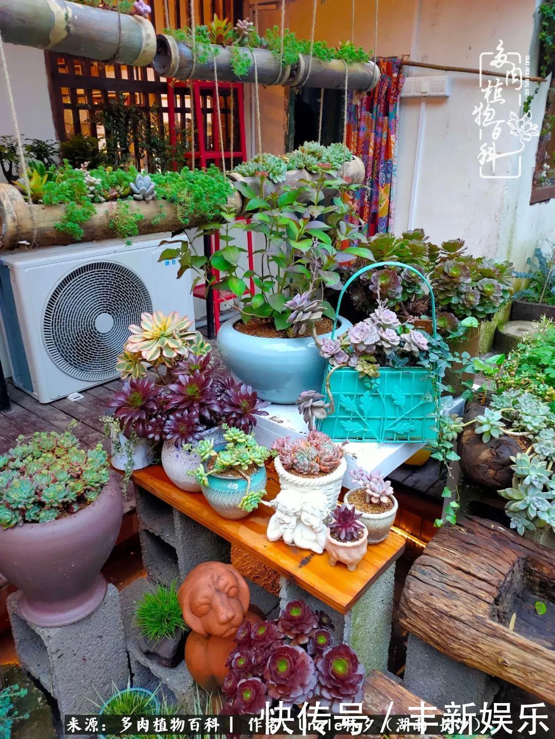  泡一壶|多肉庭院慢生活种一片多肉，喝一杯果酒，泡一壶清茶！