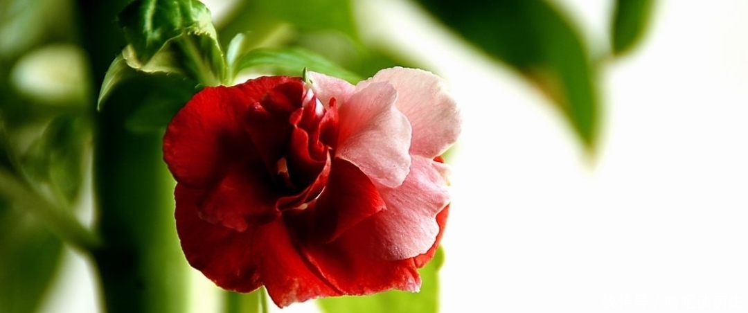 毛主席|指甲花你知道吗？曾受毛主席的赞美，一起来看诗词中的指甲花吧！