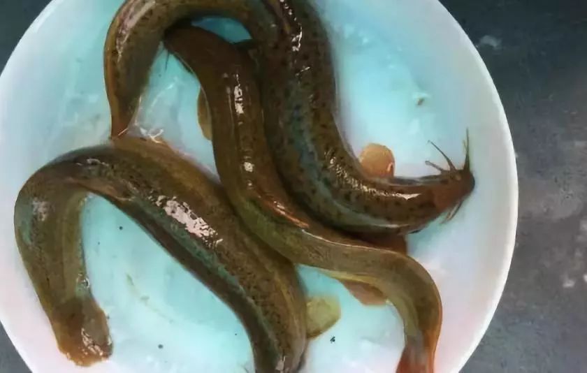 农村|全吃过的是牛人,这些农村河里的野味胜过餐厅的硬菜,你吃过么