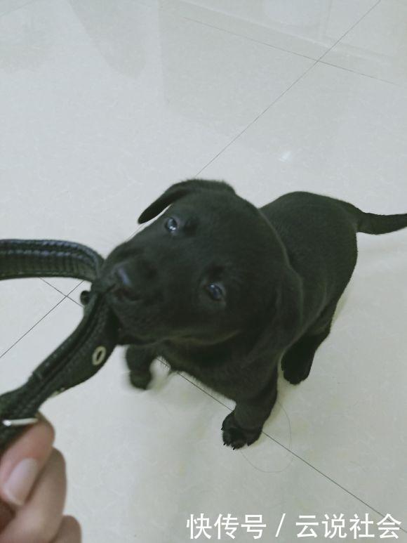 觅食|流浪狗在街上到处觅食,女孩带去宠物店后,老板:这狗卖我吧