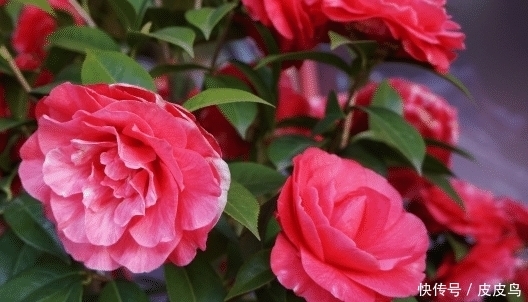 满堂|未来10天吉星高照,4属相好运接二连三,财运滚滚,满堂吉庆