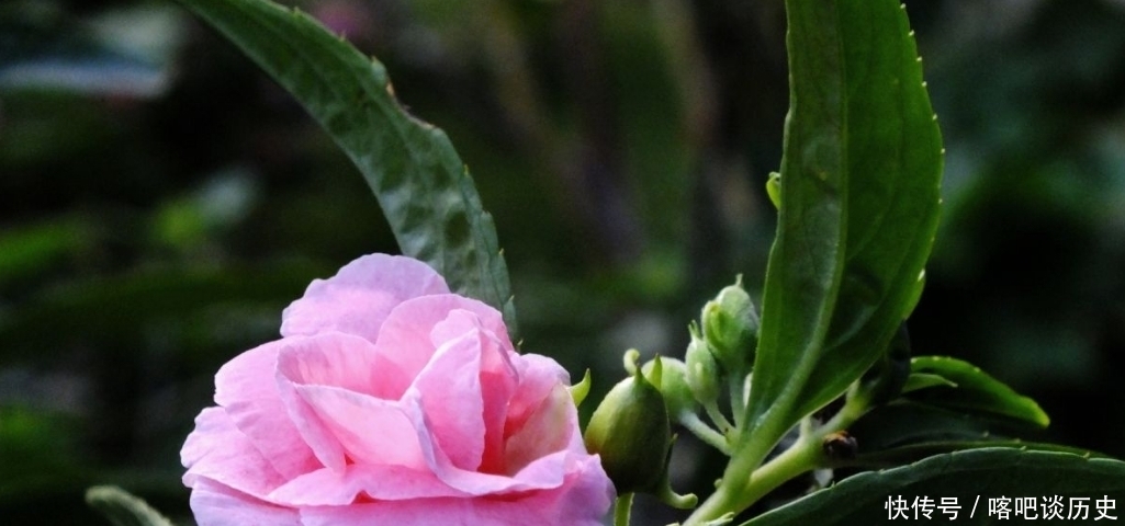 毛主席|指甲花你知道吗？曾受毛主席的赞美，一起来看诗词中的指甲花吧！