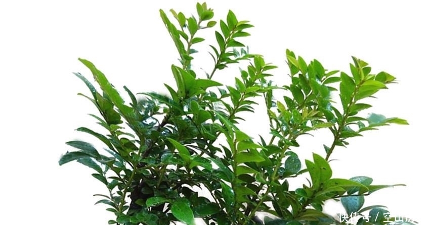 有钱人|此花自古以来就是帝王之木,镇宅之宝,有钱人都养它