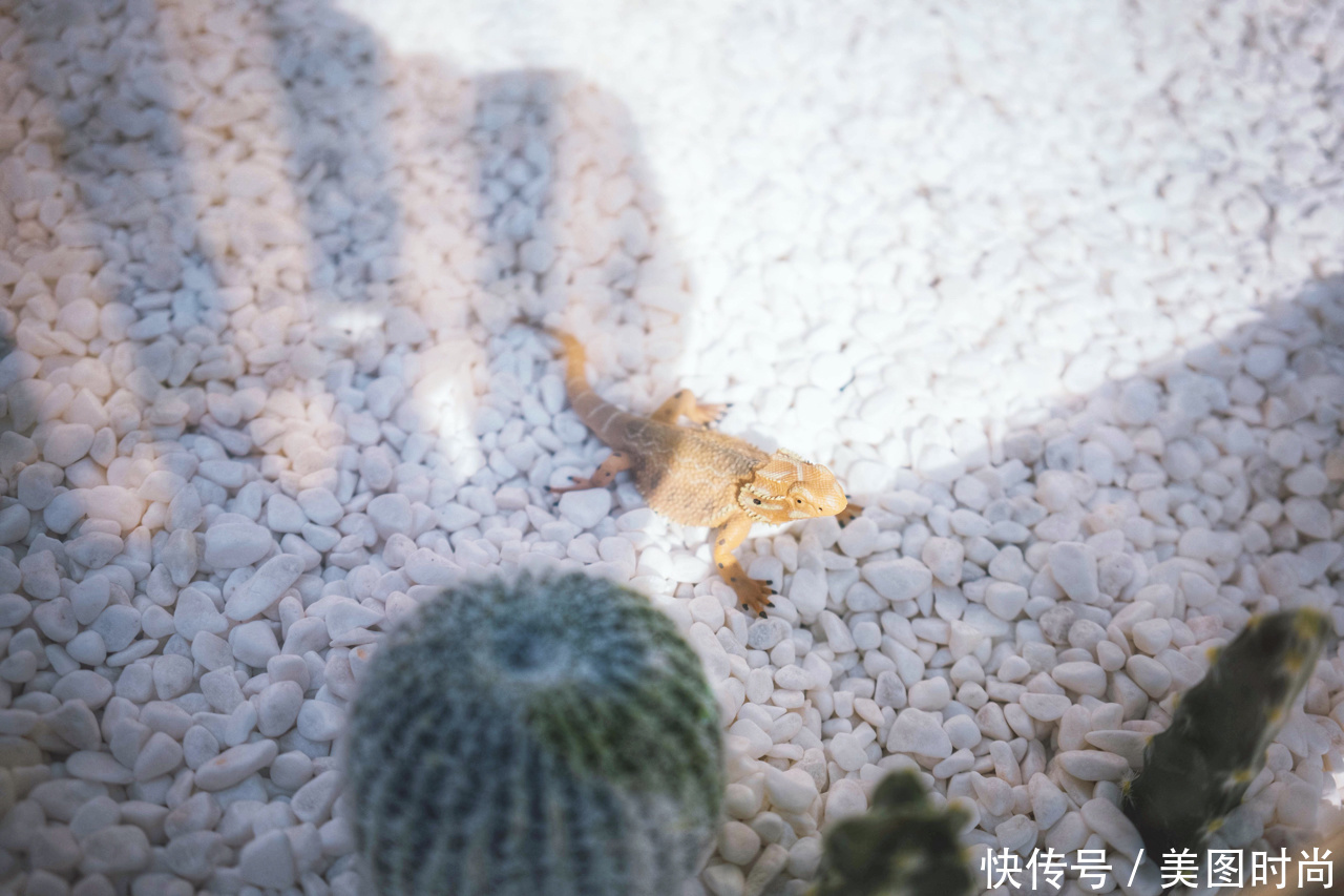  花园|30㎡二楼露台“造园”： 巧用玻璃地板，打造ins风网红花园