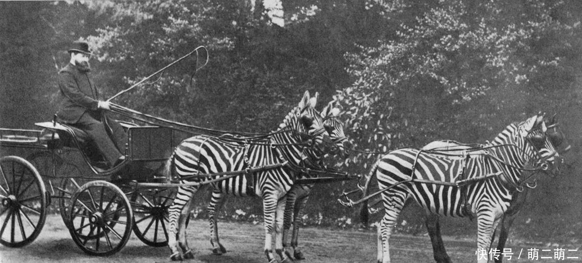 罗斯柴尔德|世界上多少烈马被驯服, 但斑马为什么难以驯化?