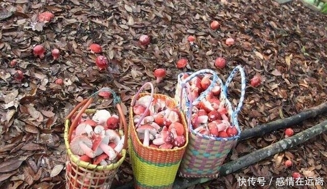 漫山遍野|在农村漫山遍野的东西,在城市竟卖几十上百一斤!