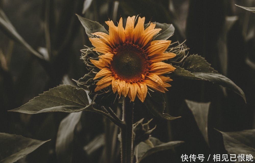 父母|“因为20万彩礼,男朋友退婚”:男方给的彩礼,该不该带回来?