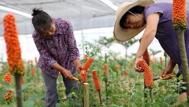 玉米|它是“假玉米”,全株含毒,如今供不应求,农民都吃了800年