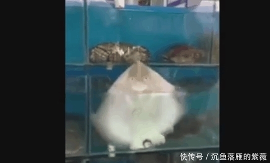 赵先生|男子去菜市场买鱼, 看到这一场景, 网友: 不买都不好意思