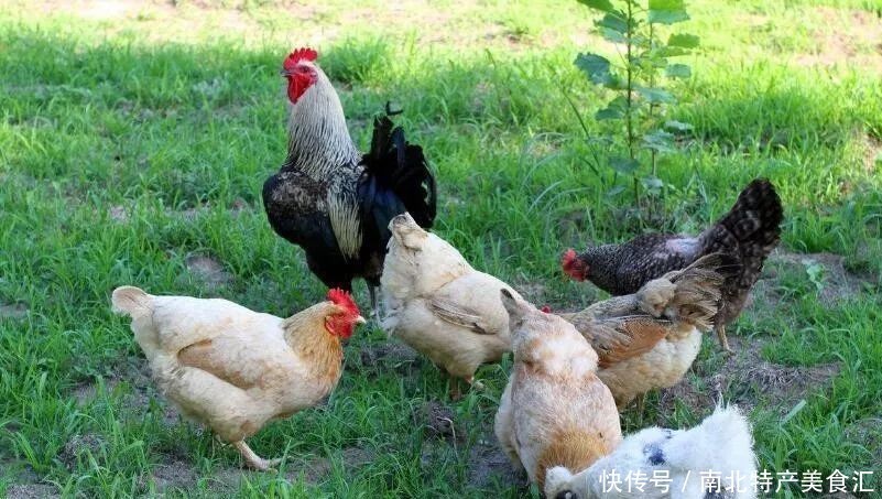 土鸡|去走亲戚,最爱带的10大特产