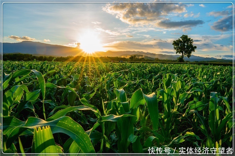 看不到|36岁的人打工看不到希望,想回到农村创业,哪些项目比较有前景?
