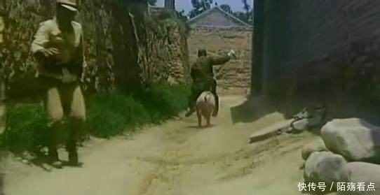 智商|猪的智商很高,而且体型强壮,为何没有被人们驯服当成坐骑呢?