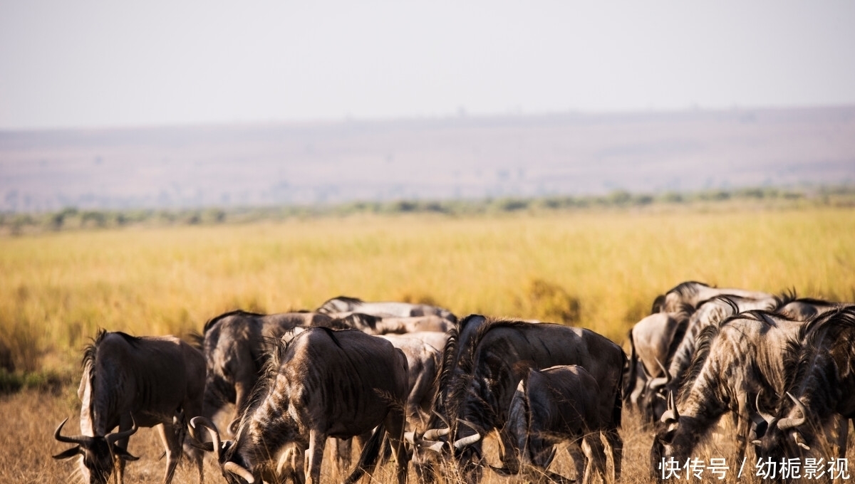 恐怖|又入侵6只,美国再现入侵大毒蜂,它的毒到底多“恐怖”?