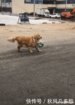  邻居们|金毛帮主人买了11年的菜，年迈腿瘸，邻居们看着不淡定了