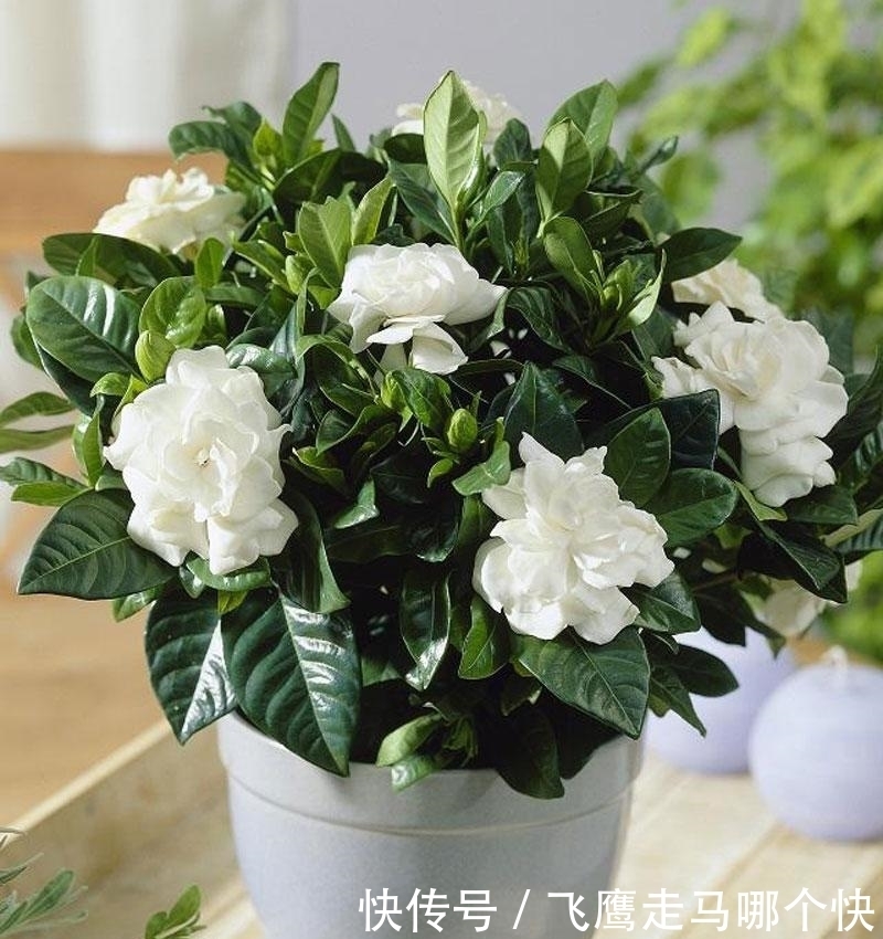 想长|养花的时候加点它们,让花蹭蹭长,想长不好都难!