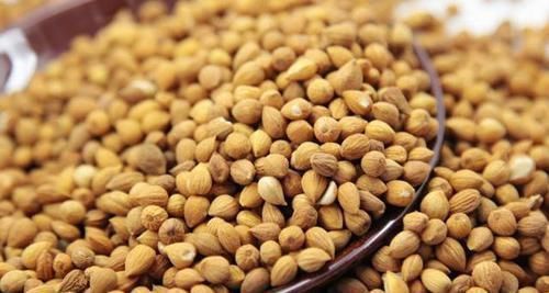 莱菔子|比香蕉蜂蜜更通便,肠道畅通也不便秘了,吃过的人受益了